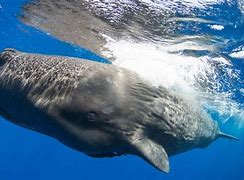 Image result for Giant Sperm Whale