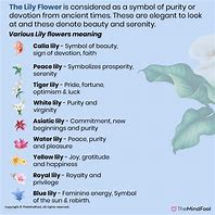 Image result for Lily Meaning