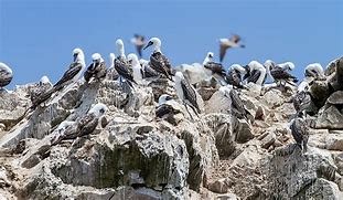 Image result for Guano Peru