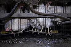 gabbia galline lombardia le terribili condizioni delle galline nelle gabbia galline lombardia le terribili condizioni delle galline nelle