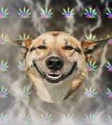 Image result for Stoned Puppy
