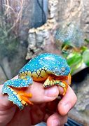 Image result for Rarest Amphibian in the World