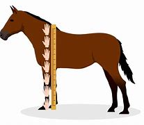 Image result for Horse Height Conversion Chart