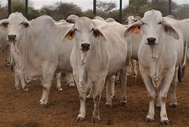 Image result for White Brahman Cattle