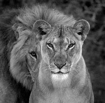 Image result for Black and White Lioness Face