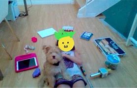 Image result for Animals On FaceTime