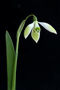 Image result for Galanthus Cowhouse Green