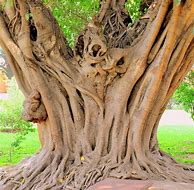 Image result for White Trunk Ficus Tree