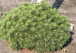 Image result for Pinus mugo Benjamin