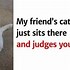 Image result for Judgmental Cat