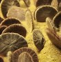 Image result for Sand Dollar Color Paint