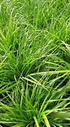 Carex morrowii Mosten [J.S.] に対する画像結果