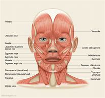 Image result for Carotid Anatomy Diagram