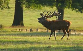 Image result for Woburn Deer Park
