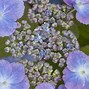 Image result for Hydrangea serrata Veerle