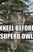 Image result for Superb Owl Meme