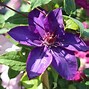 Image result for Multi Blue Clematis Pruning