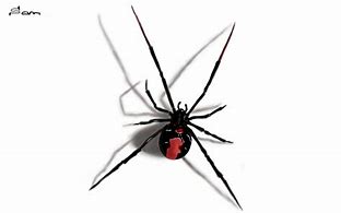 Image result for Redback Spider Drawing