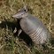 Image result for Nine-Banded Armadillo