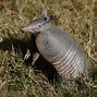 Image result for 9 Band Armadillo
