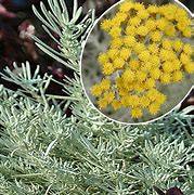 Image result for Helichrysum italicum