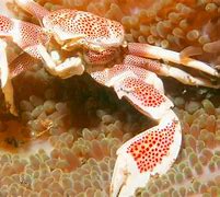 Image result for Porcelain Crab