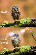 Image result for Funny Owl Quotes