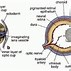 Image result for Pigment Epithelium of Retina Histology