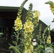 Image result for Verbascum Gainsborough