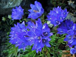 Image result for Edraianthus montenegrinus