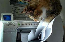 Image result for Attacking Printer Cat Meme
