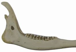 Image result for Deer Jawbone Necklace