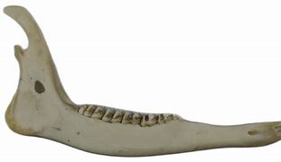 Image result for Deer Jawbone Removal