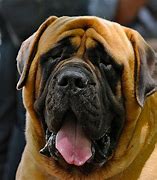 Image result for Giant Dog Breeds With