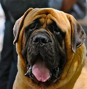 Image result for What Is the Biggest Breed of Dog