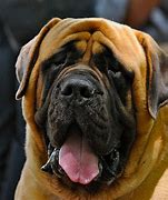 Image result for Top 10 Biggest Dog Breeds