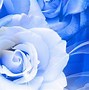 Image result for Blue and White Roses