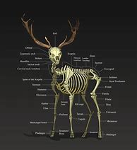 Image result for Deer Bone Structure