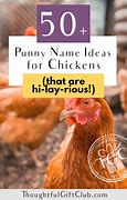Image result for Chicken Pun Names