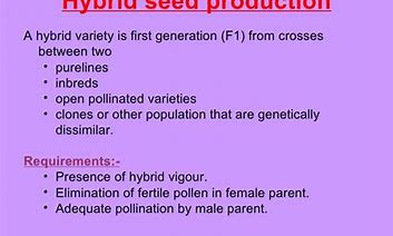 Image result for Melon Hybrid Seeds