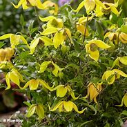 Image result for Mini Clematis