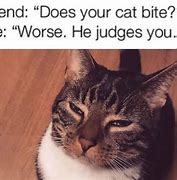 Image result for Cat Judging You Meme