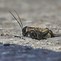 Image result for 4K Image of a Cricket Insect