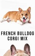 Image result for Corgi Bulldog Mix