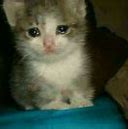 Image result for Sad Cat Crying Meme
