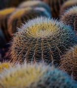 Image result for Cactus Pictures Free