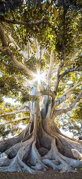 Image result for Tree iPhone Image Basic