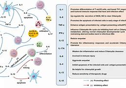 Image result for Chlamydia Infection