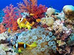 Image result for Under Sea Photos