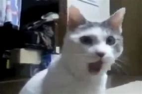 Image result for Surprised Cat Meme WoW